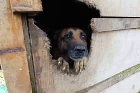 A dog locked in a shed