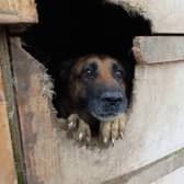 A dog locked in a shed