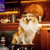 Dogs in bars and cafes- a perfect combination