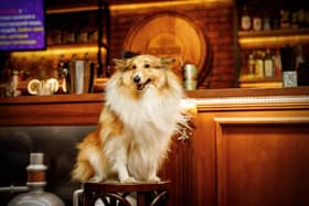 Dogs in bars and cafes- a perfect combination