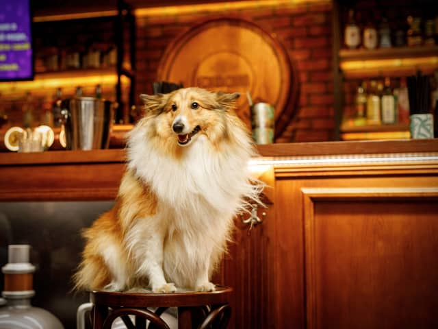 Dogs in bars and cafes- a perfect combination