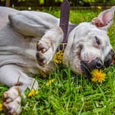 Ruby is a 16-year-old Staffordashire Bull Terrier cross. Credit: Dogs Trust