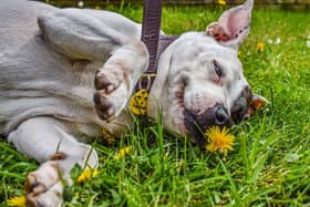 Ruby is a 16-year-old Staffordashire Bull Terrier cross. Credit: Dogs Trust