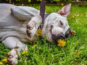 Ruby is a 16-year-old Staffordashire Bull Terrier cross. Credit: Dogs Trust