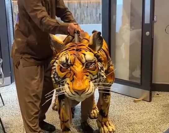 Richard Parker, the life of Pi tiger puppet, paces in to the room 