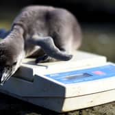 Two-day-old baby Humboldt penguin ‘Wotsit’ being weighed at Chester Zoo.   (Photo: PAUL ELLIS/AFP via Getty Images)