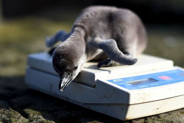Two-day-old baby Humboldt penguin ‘Wotsit’ being weighed at Chester Zoo. (Photo: PAUL ELLIS/AFP via Getty Images)