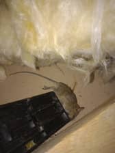 A women in Greater Manchester has been living with a mouse infestation for 15-months.