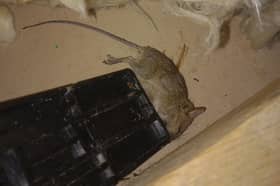A women in Greater Manchester has been living with a mouse infestation for 15-months.