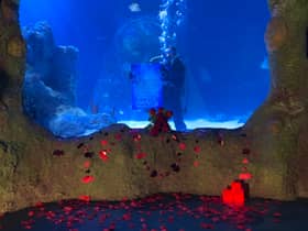 The aquarium's resident diver will be on hand to hold a ‘Will you marry me?’ sign