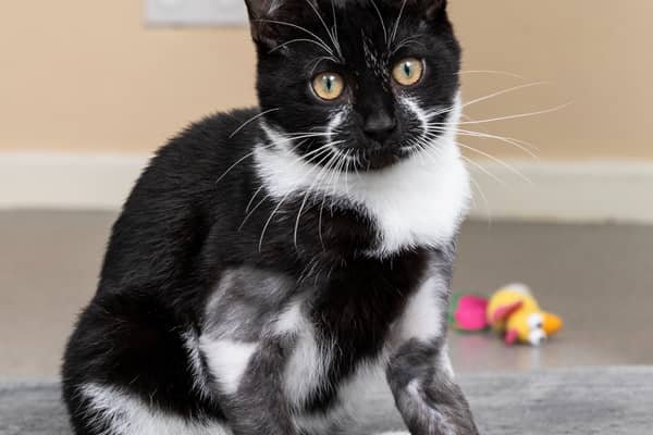 A four-month-old kitten is believed to have been thrown out with household rubbish with his legs ‘deliberately broken’.
