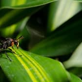 Asian hornets have been spotted in the Dover area in Kent 