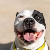 Kino is a 4 year old Staffie