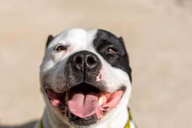 Kino is a 4 year old Staffie