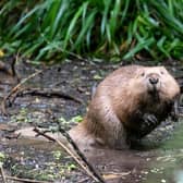 Calls have been made to introduce beavers into Greater Manchester's waterways as a way to cut the risk of flash flooding (Image: The Beaver Trust)