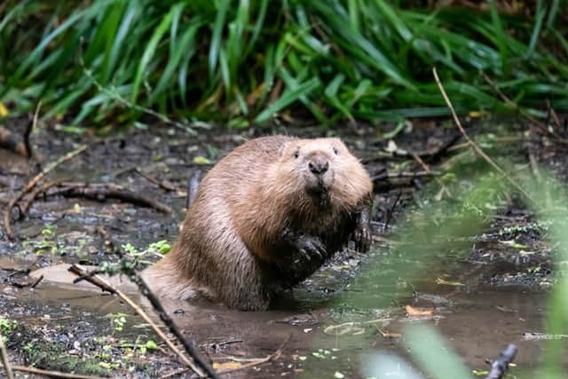 Calls have been made to introduce beavers into Greater Manchester's waterways as a way to cut the risk of flash flooding (Image: The Beaver Trust)