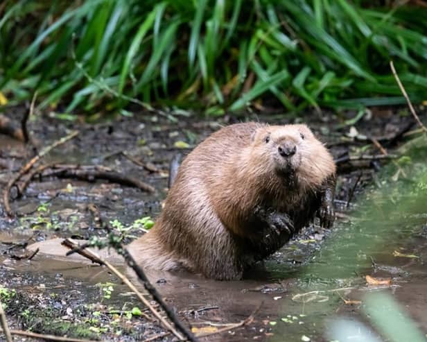 Calls have been made to introduce beavers into Greater Manchester's waterways as a way to cut the risk of flash flooding (Image: The Beaver Trust)