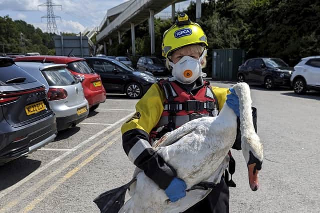 The RSPCA has rescued a swan that was stabbed by teenagers at Sale Water Park. Credit: RSPCA / SWNS