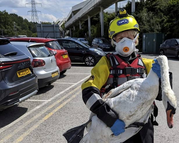 The RSPCA has rescued a swan that was stabbed by teenagers at Sale Water Park. Credit: RSPCA / SWNS