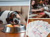 Inside Britain’s best dog friendly pub which has a library of sticks and two menus just for pooches