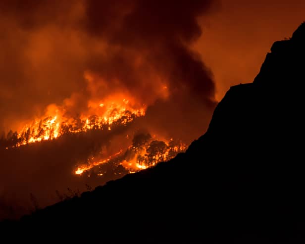 Wildfire rages in a forested area on the Canary island of Tenerife