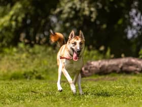Koda is looking for a home who is going to give him the time he needs to settle in at his own pace. His new home would need a separate room just for him to help him gradually integrate into the home as he's been in kennels for a while! Koda is a high energy boy (classic of his breed) who would love a secure private garden with 6-foot fencing so he can race around to his hearts content and play with all his toys. Koda is friendly with dogs so he can have lots of friends in the park, but he will need to be the only dog in the home as he wants to have all the attention on him. (Photo: Dogs Trust Manchester) 