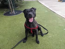 Poppy is an 8 year old female Staffordshire Bull Terrier. She can live with children aged 16 and over. She would love her own private, secure garden where she can spend time outside and relax in the sun. Poppy has not been socialised much around other dogs and can be hit and miss so will need to be the only dog in the home and cannot live with other pets.  (Photo: Dogs Trust Manchester)