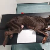 “Every bone was visible.” Chicko was so severely malnourished that he had to be put done. Now the RSPCA are looking for his owner, believed to be a man from Greater Manchester. Credit: RSPCA