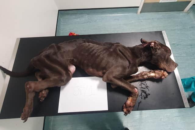 “Every bone was visible.” Chicko was so severely malnourished that he had to be put done. Now the RSPCA are looking for his owner, believed to be a man from Greater Manchester. Credit: RSPCA