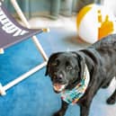 The dog adoption fair will be held in Salford