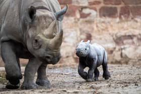 Conservationists at Chester Zoo are overjoyed after the birth of one of the world's rarest mammals, a critically endangered eastern black rhino. The female calf was safely delivered onto a bed of soft sand by new mum Zuri on Sunday 12 November at 2.45pm, following a 15-month pregnancy. 