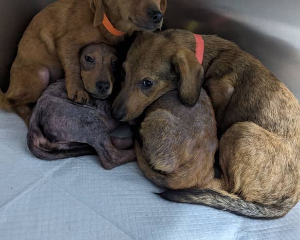 The puppies found abandoned in Salford