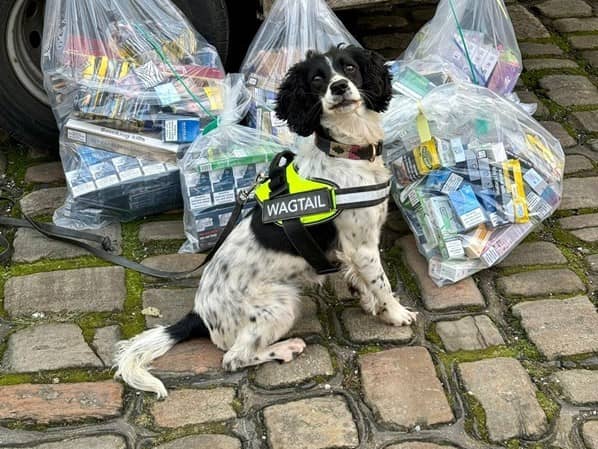 Sniffer dog Lilly with some of the illegal tobacco she helped find in recent raids in Bury