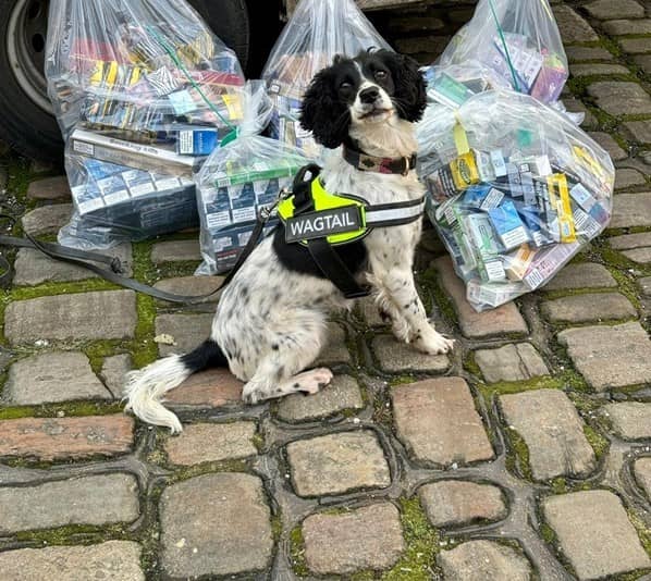 Sniffer dog Lilly with some of the illegal tobacco she helped find in recent raids in Bury