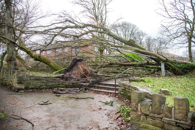 A fallen tree after the Storm Gerrit tornado in Greater Manchester. Picture: William Lailey / SWNS