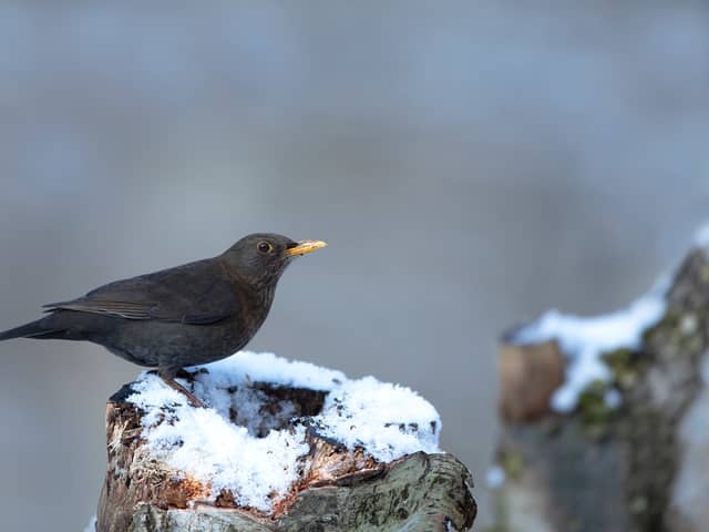 Colder weather drives many birds to seek refuge in gardens (Photo: Ben Andrew/RSPB)