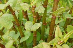 Japanese knotweed can cause damage to buildings