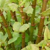 Japanese knotweed can cause damage to buildings