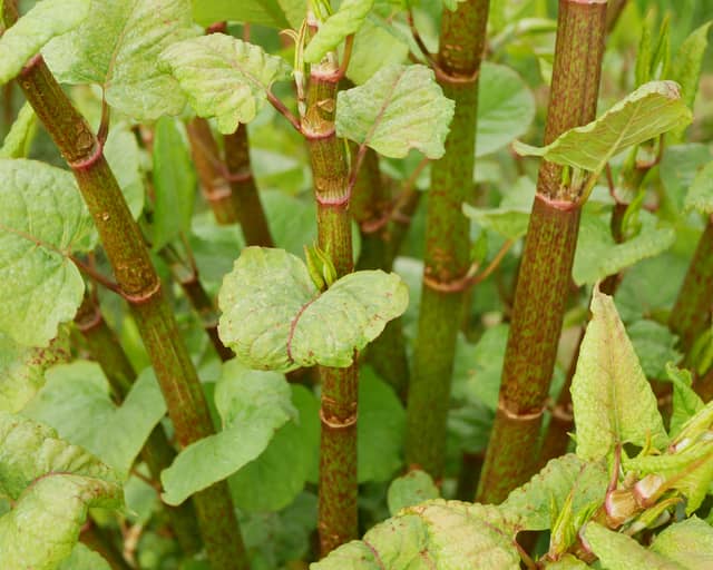 Japanese knotweed can cause damage to buildings