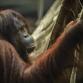 Martha the orangutan