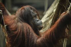 Martha the orangutan