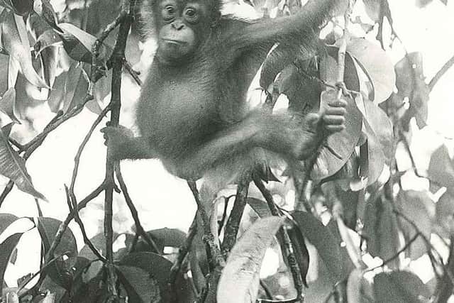 Martha as a young orangutan, from the Chester Zoo website.