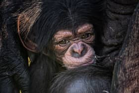 A rare baby chimpanzee clings to his adoring mother Alice at Chester Zoo. Image: Chester Zoo