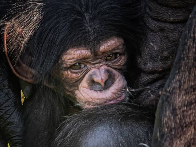 A rare baby chimpanzee clings to his adoring mother Alice at Chester Zoo. Image: Chester Zoo