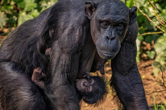 A rare baby chimpanzee clings to his adoring mother Alice at Chester Zoo. Image: Chester Zoo