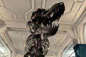 Stan the T-Rex is a big hit at Manchester Museum 