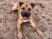 This bundle of fun will need an active home that is wanting a dog they can continue training with. Miles can live with children aged 15 and over, if they are comfortable with a bouncy dog who can sometimes jump up and mouth. He also gets worried when he is left alone, so we need a home that has minimal leaving hours, that can potentially be built up once he’s settled. Miles will also need to be the only pet in the home so he can be spoilt with all the love and attention. He will need to be kept on a lead when out and about and can only walked by adults, so would love a home with a private secure garden where he can have his off-lead fun! Miles can be worried by passing traffic so his new home will need to be away from main roads, and he will need access to quiet walks although he will happily jump into the car for adventures.