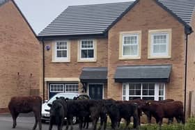 Cows in the road in a housing estate in Longridge. Residents of a new-build countryside estate awoke to a herd of cows MOOving through front gardens. Video captured by home-owner Michaela Wimbleton, 26, shows the cows snooping around a neighbour's house on the six-year-old estate in Longridge, Lancashire. 