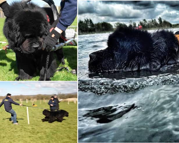 Adorable Newfoundland dogs during their water rescue training sessions.