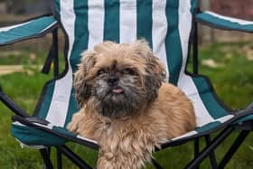 Marge is a 12 year old Shih Tzu looking for a home with her own garden to help with her housetraining. She will need to be the only dog in the home and will need a cat free home. She can live with children over 11 years and can be left for short periods once settled.